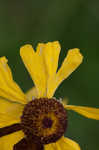 Oldfield sneezeweed